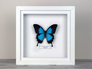 Papilio ulysses, fehér keretben
