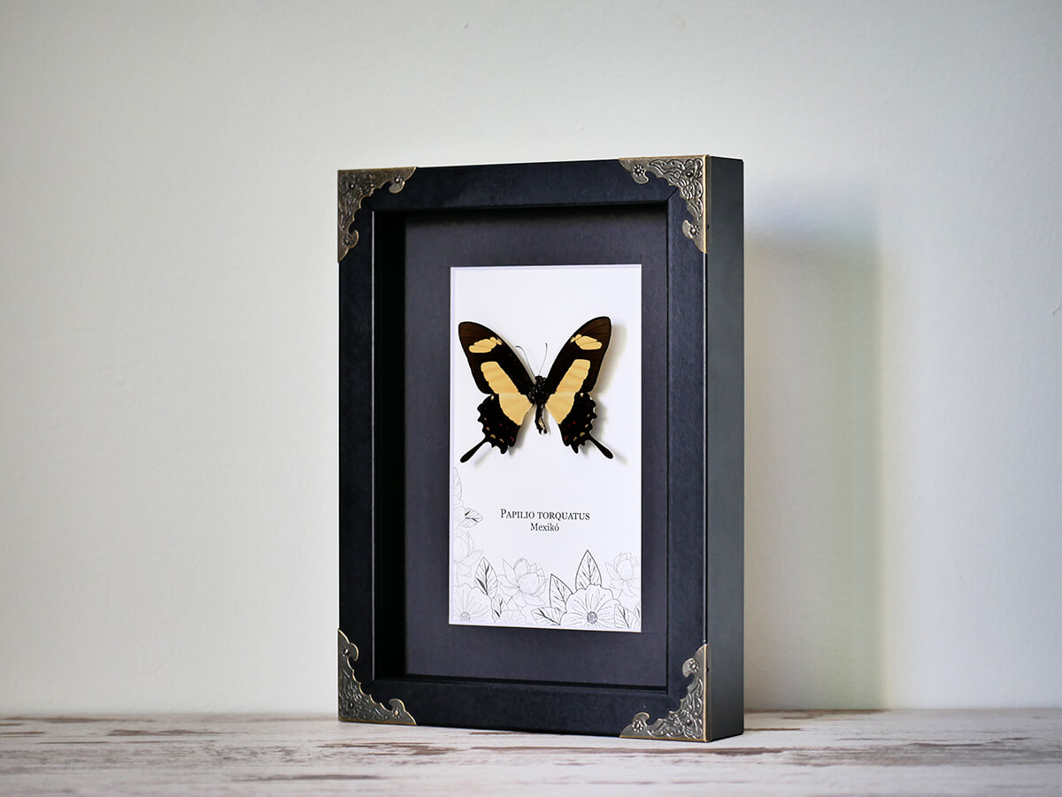 Papilio torquatus, fekete keretben, sarokdíszekkel