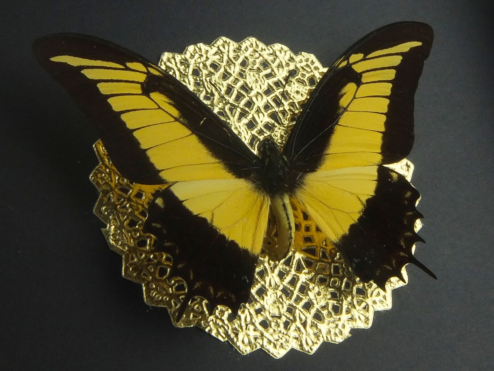 Papilio androgeus, fekete keretben, sarokdísszel