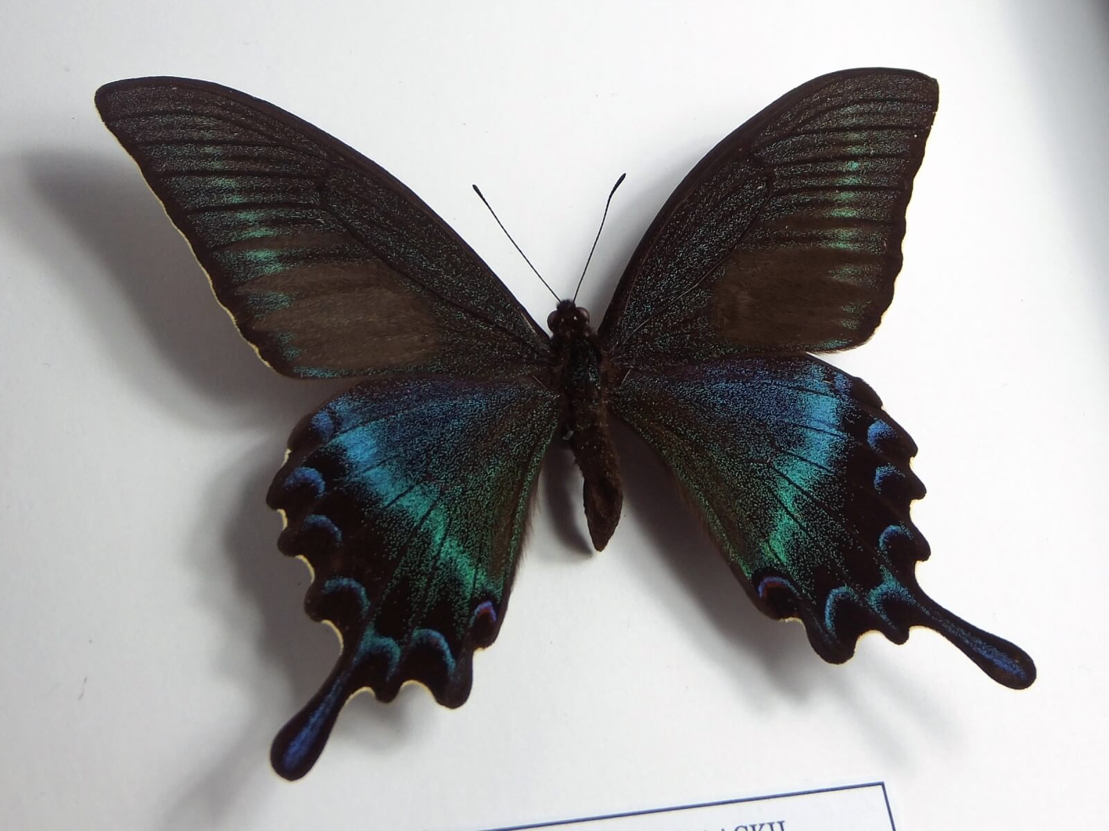 Papilio maackii, fekete keretben #2