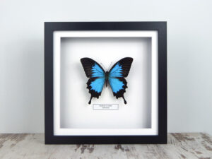 Papilio ulysses, fekete keretben #2