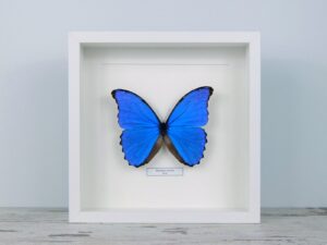 Morpho didius, fehér keretben #1631