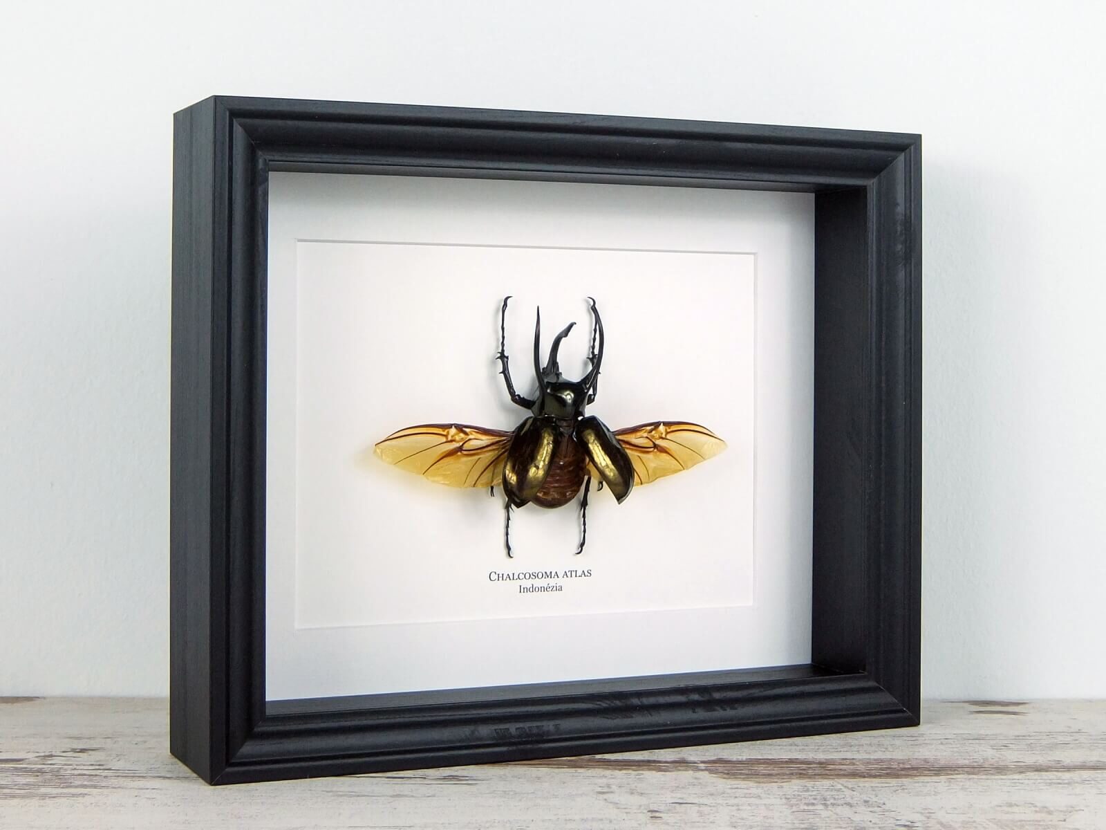 Chalcosoma atlas, új fekete keretben | #1728