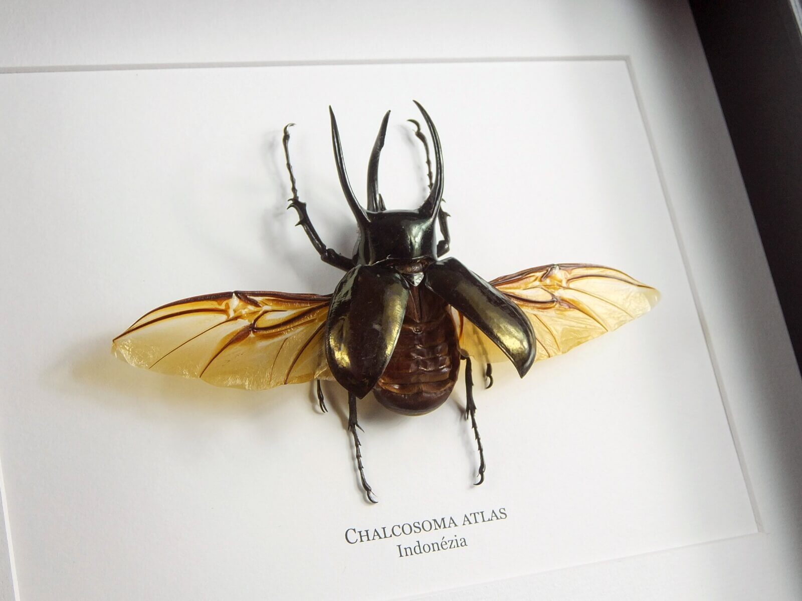 Chalcosoma atlas, új fekete keretben | #1728