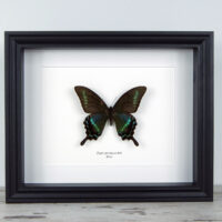 Papilio maackii, fekete keretben | #1842