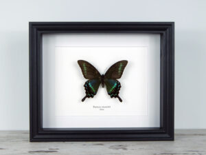 Papilio maackii, fekete keretben | #1842