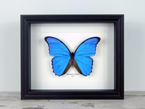 Morpho didius, fekete keretben | #1921