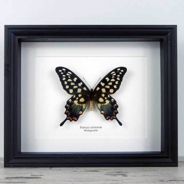 Papilio antenor, fekete keretben