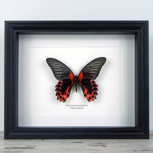 Papilio rumanzovia, fekete keretben | #2072