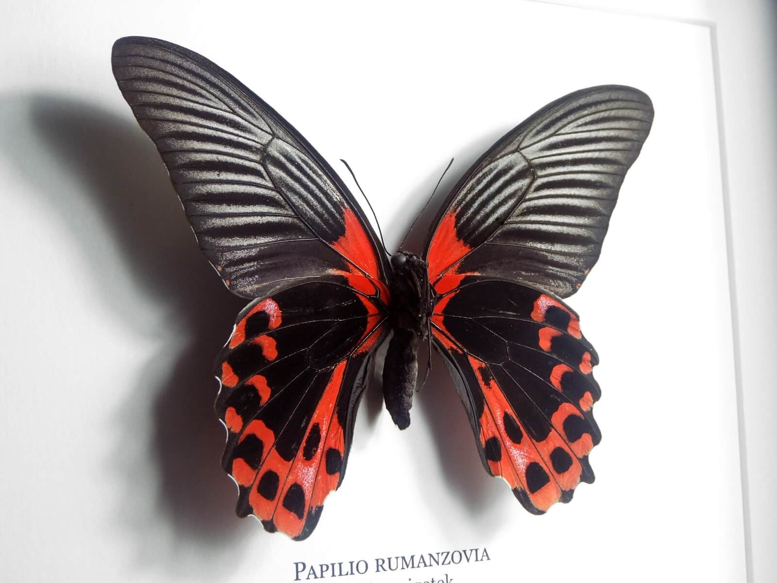 Papilio rumanzovia, fekete keretben | #2072