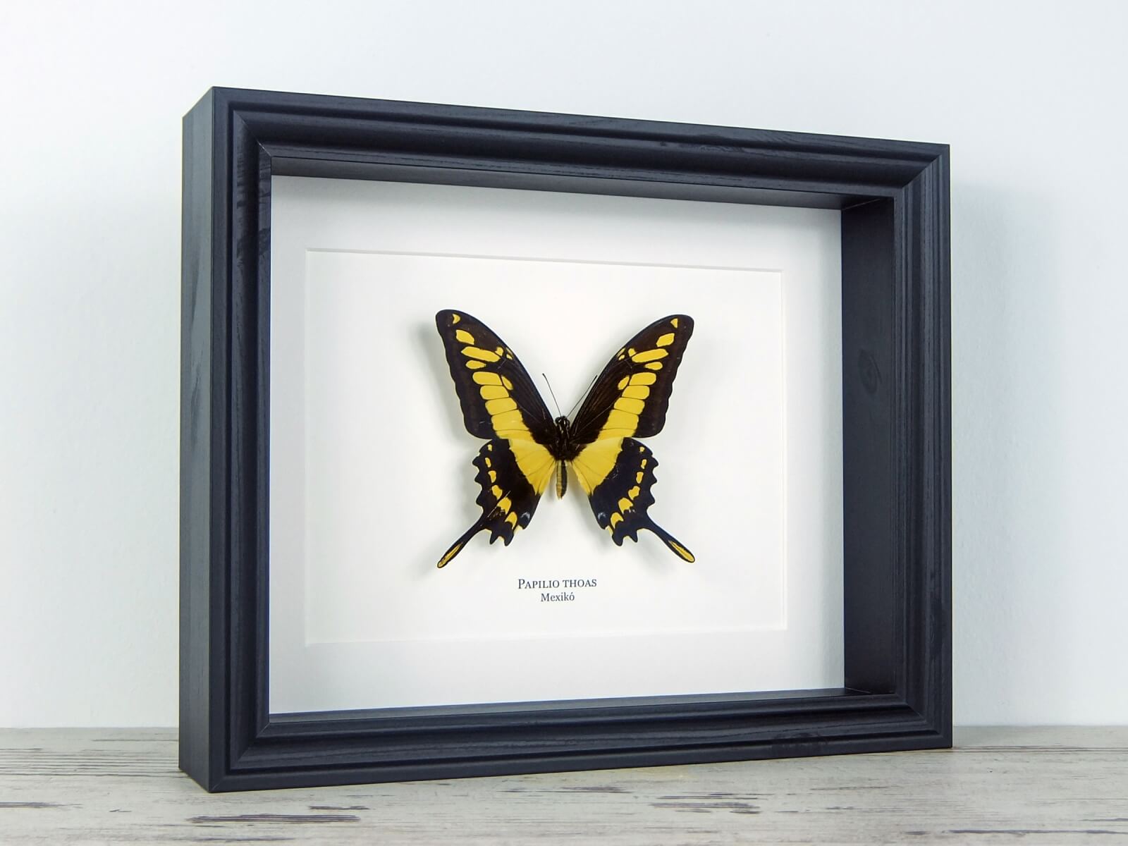 Papilio thoas, fekete keretben | #2066
