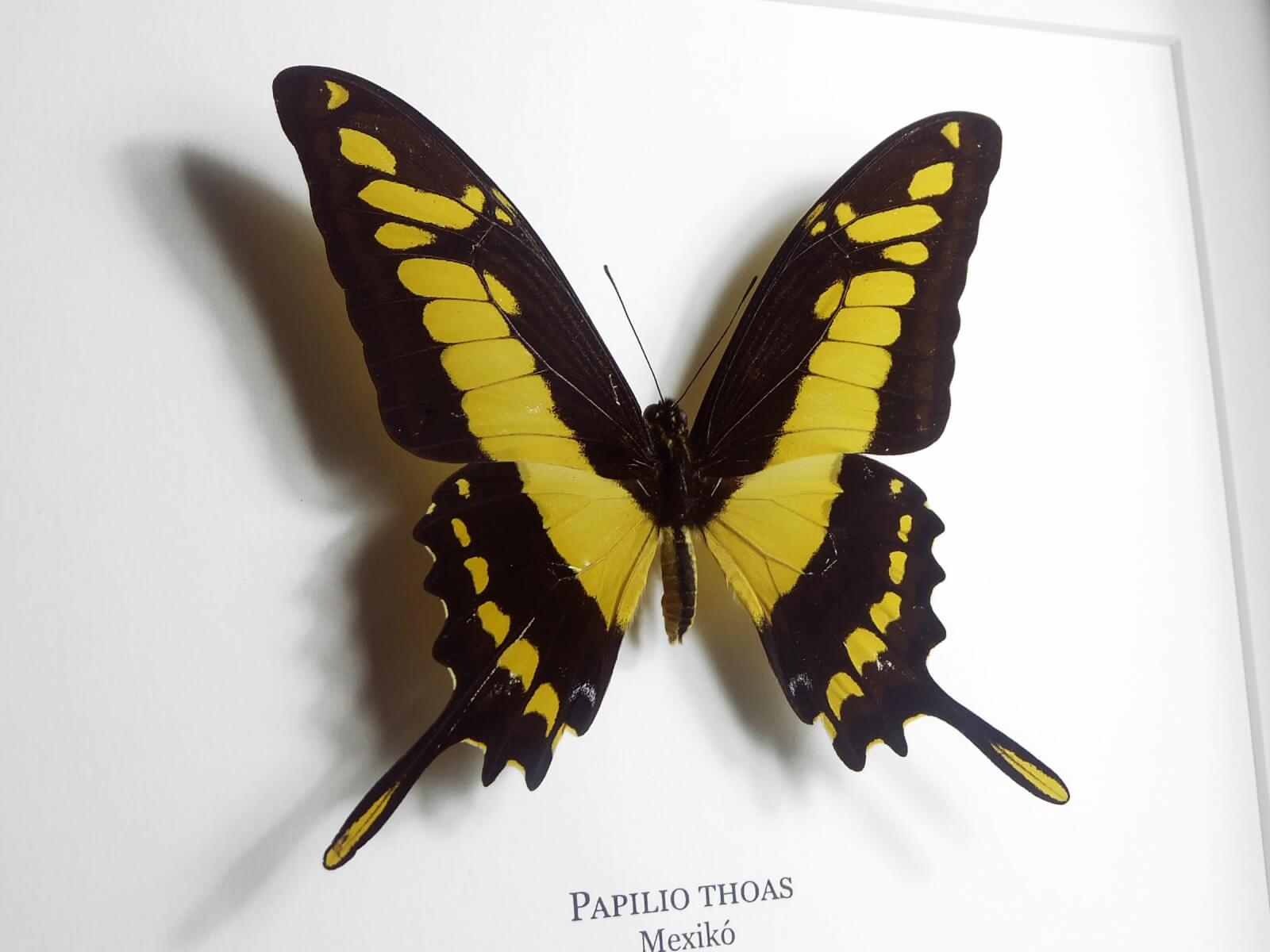 Papilio thoas, fekete keretben | #2066