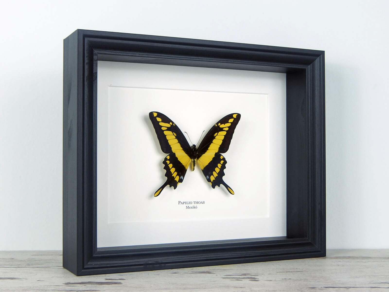 Papilio thoas, fekete keretben | #2073