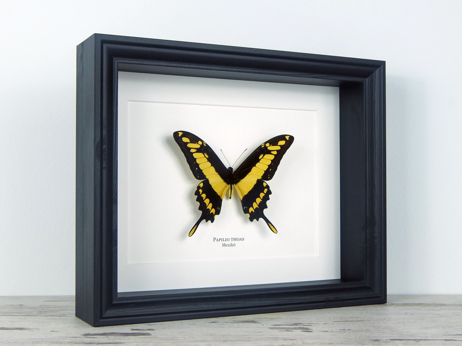 Papilio thoas, fekete keretben | #2074