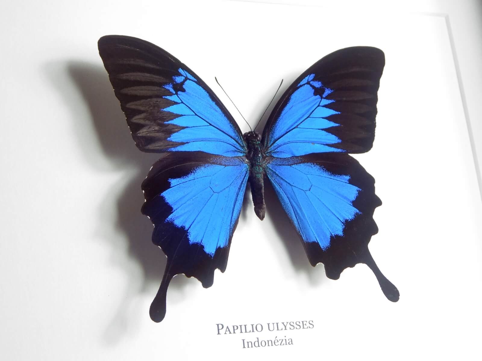Papilio ulysses, fekete keretben | #2067