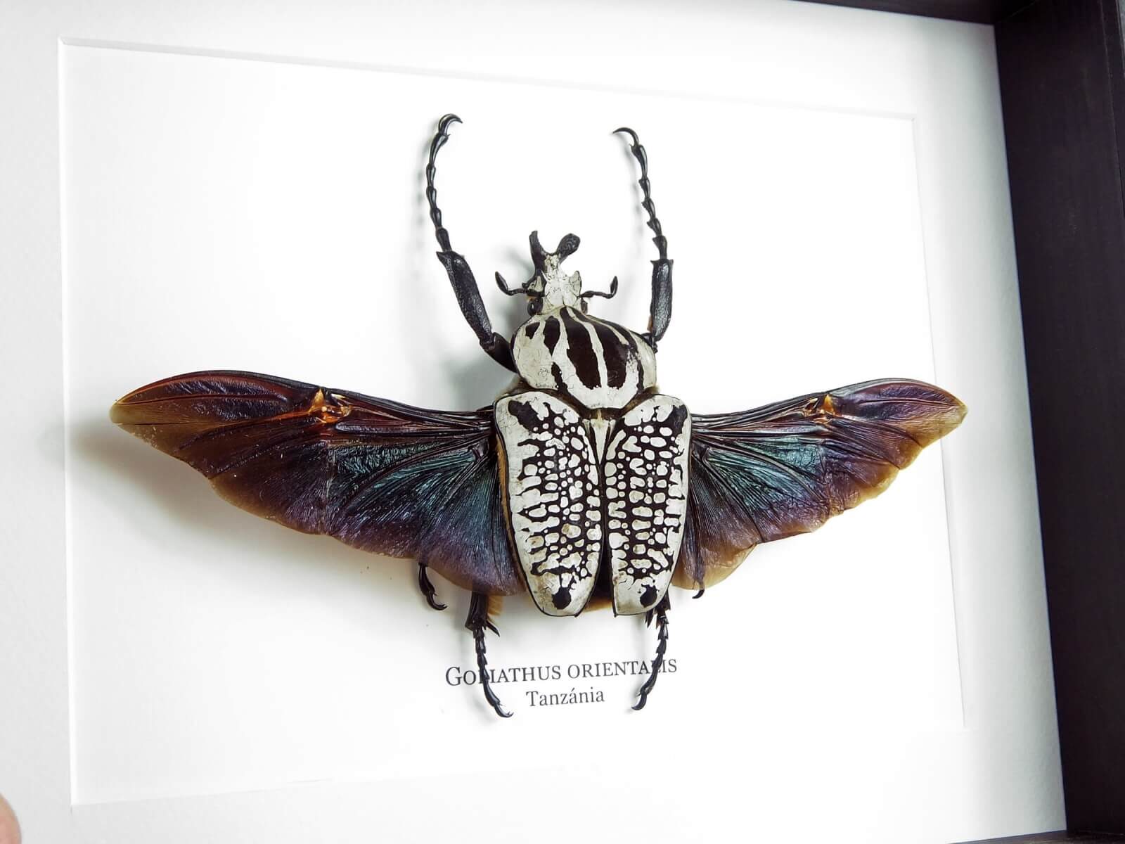 Goliathus orientalis, fekete keretben | #2213