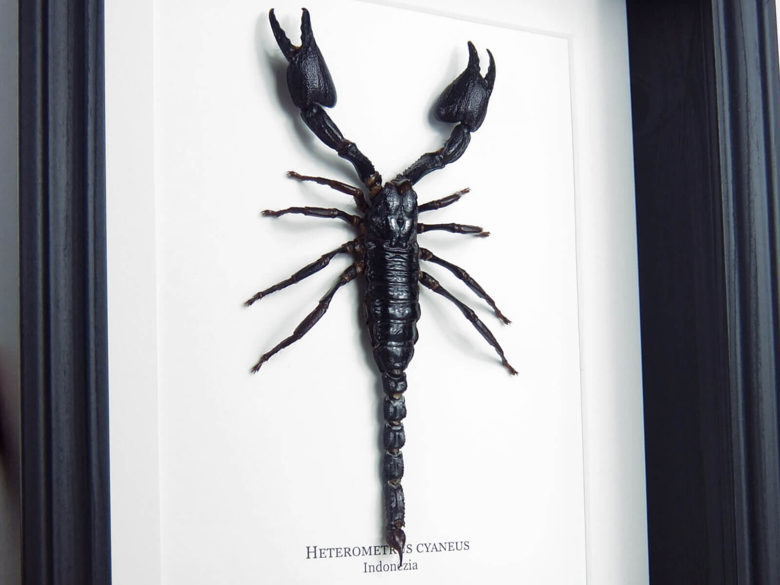 Heterometrus cyaneus, fekete keretben | #2261