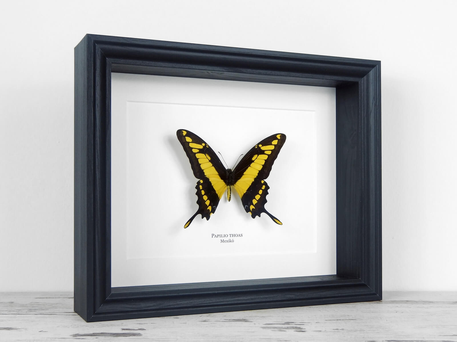 Papilio thoas, fekete keretben | #2141