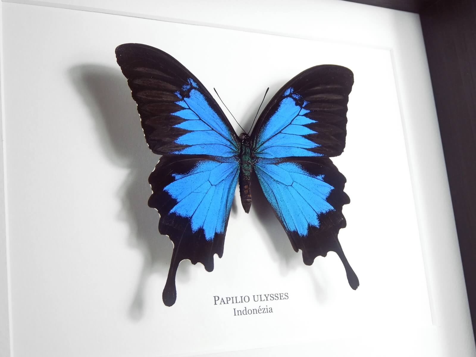 Papilio ulysses, fekete keretben | #2131
