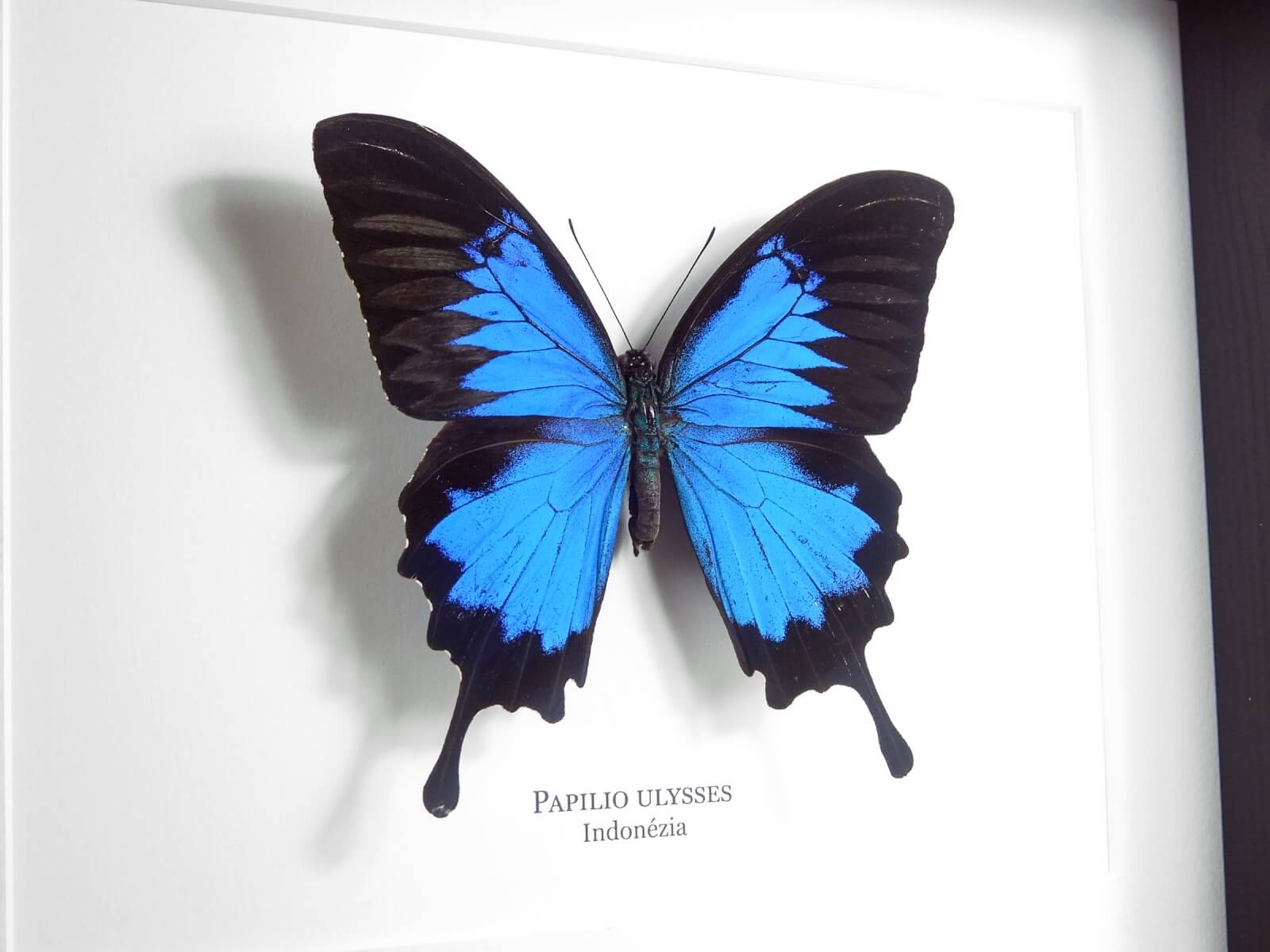Papilio ulysses, fekete keretben | #2134