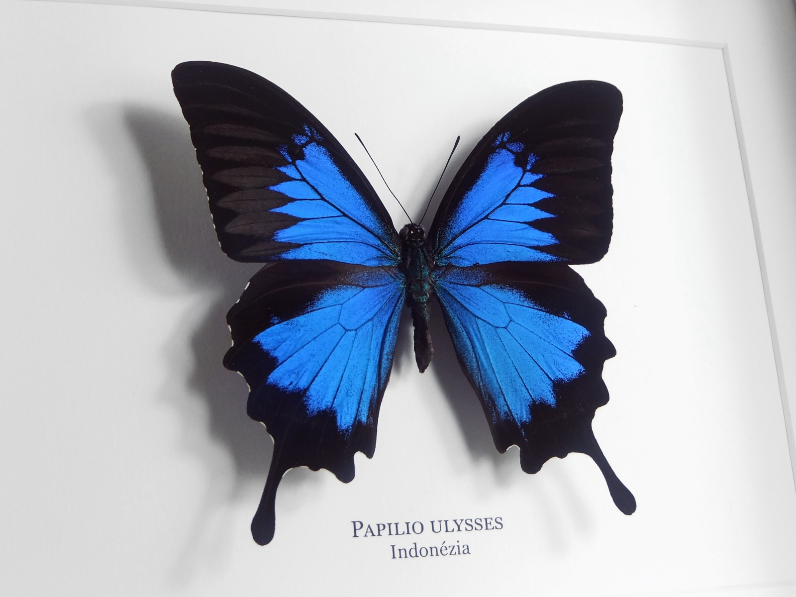 Papilio ulysses, fehér keretben | #2294