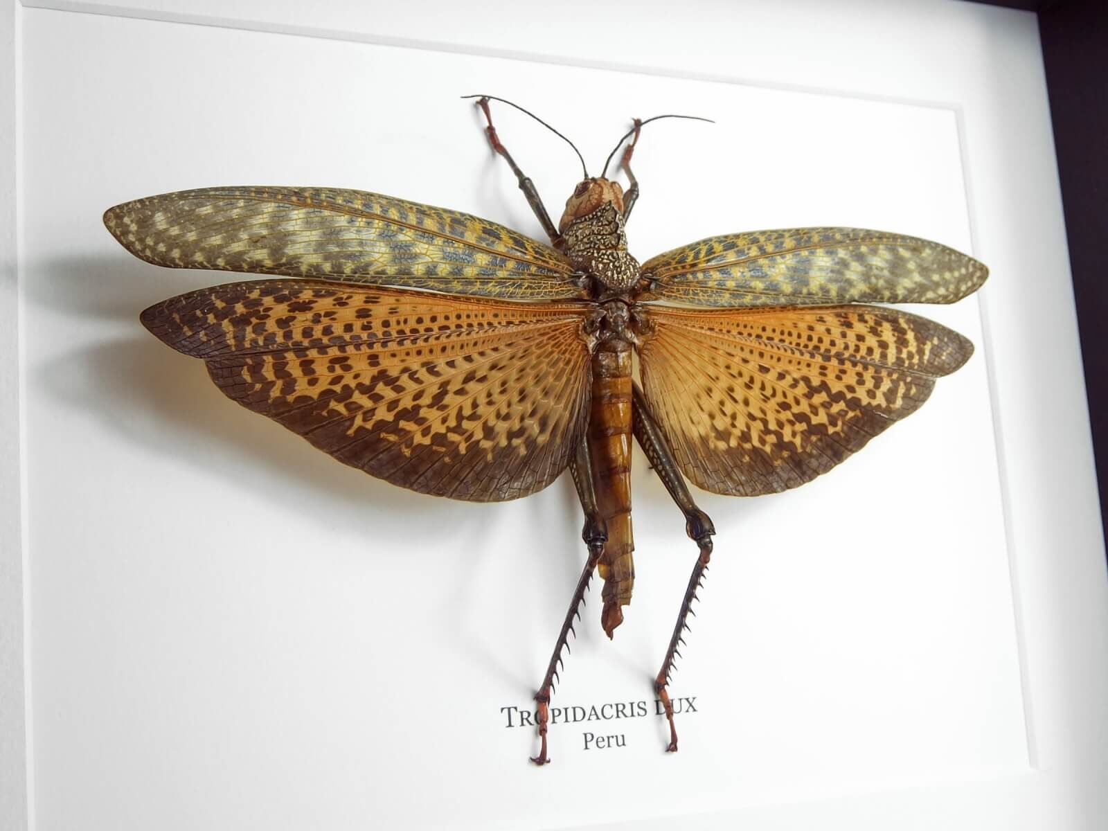 Tropidacris dux, fekete keretben | #2254