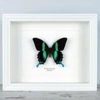 Papilio blumei, fehér keretben | #2365