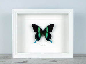 Papilio blumei, fehér keretben | #2365