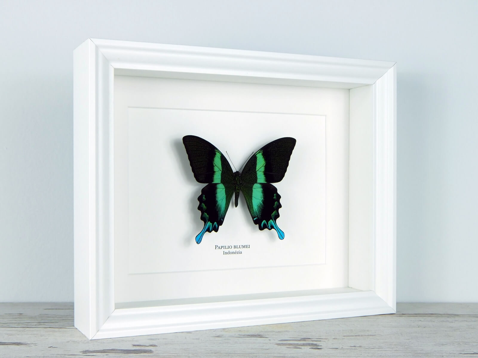 Papilio blumei, fehér keretben | #2365