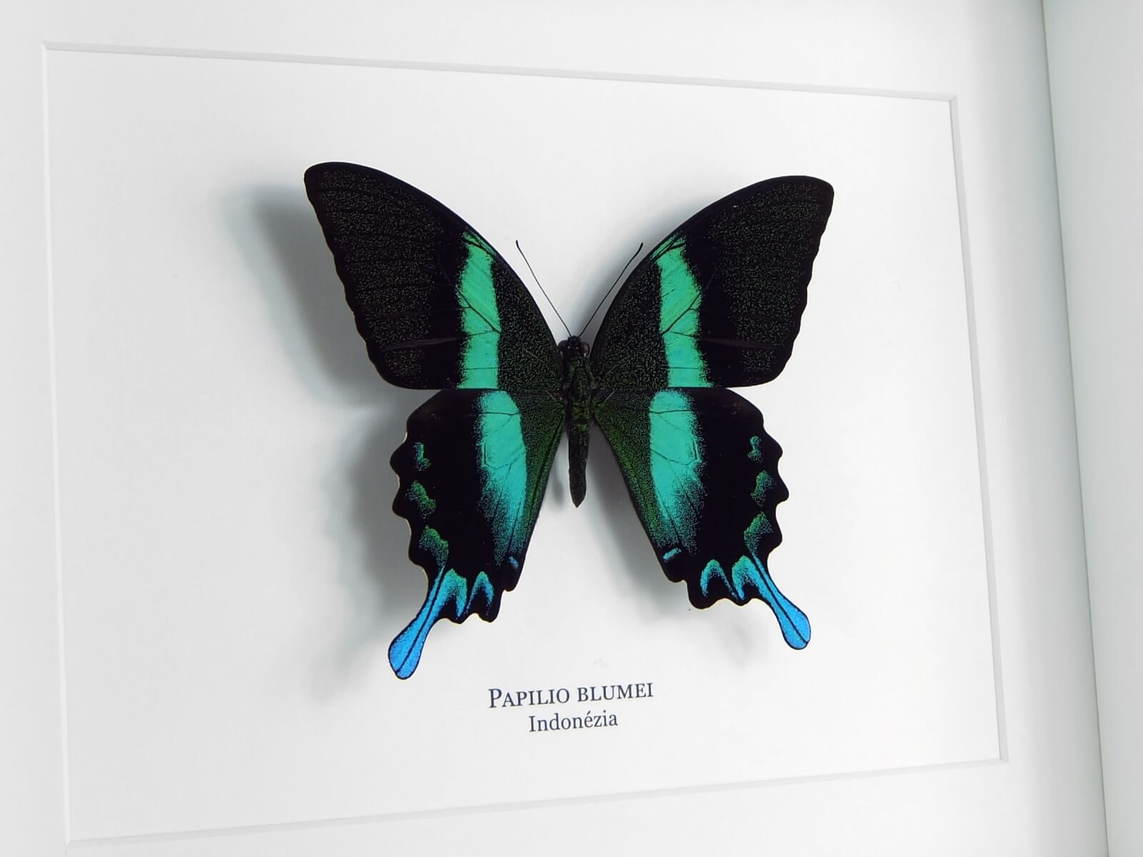 Papilio blumei, fehér keretben | #2365