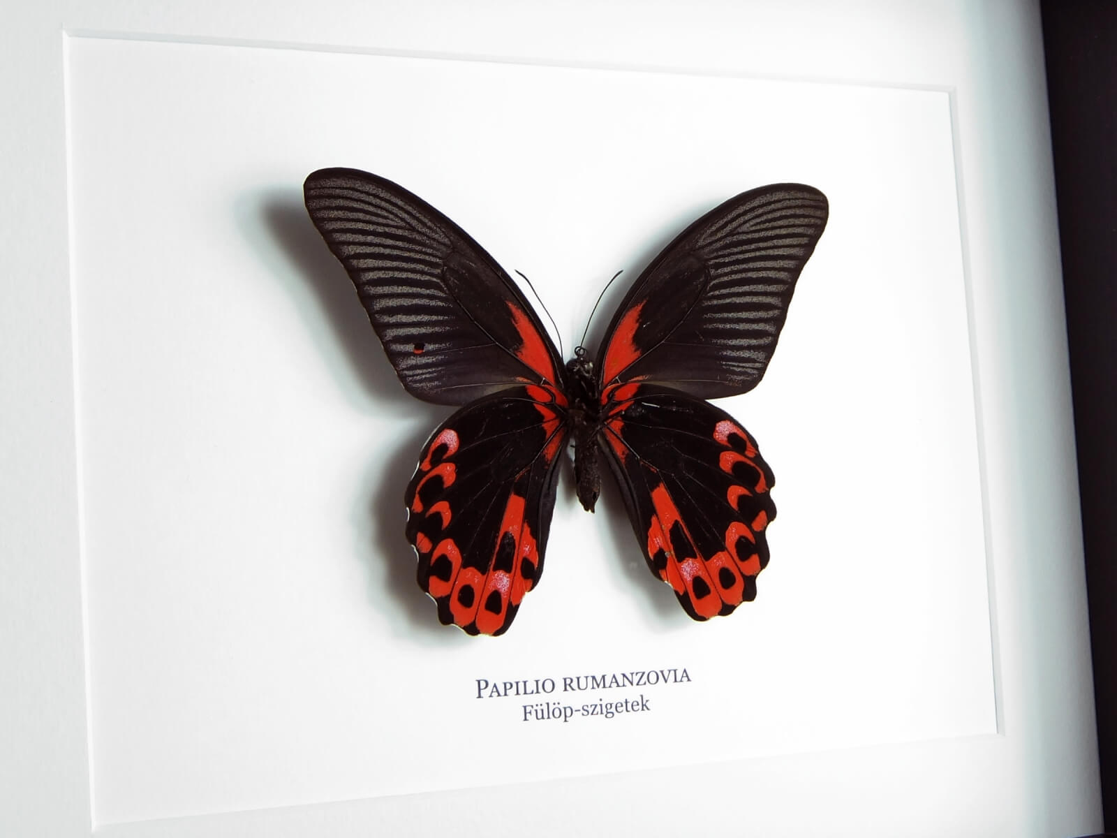 Papilio rumanzovia, fekete keretben | #2374