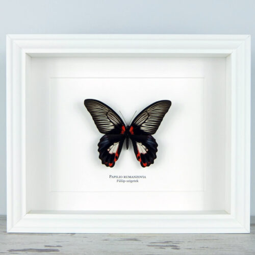 Papilio rumanzovia, fekete keretben | #2375