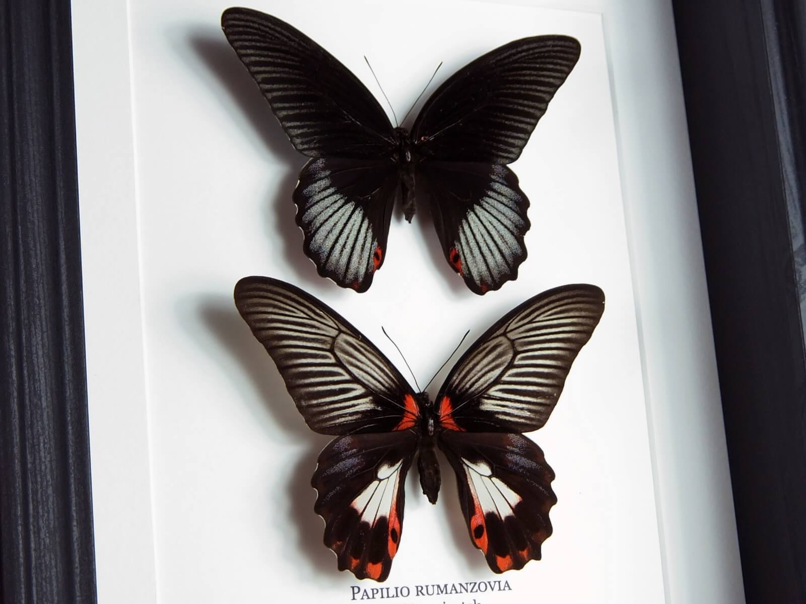 Papilio rumanzovia, fekete keretben | #2376