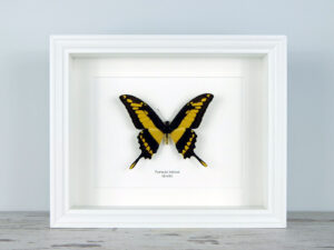 Papilio thoas, fehér keretben | #2366