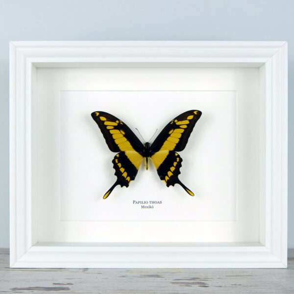 Papilio thoas, fehér keretben | #2366