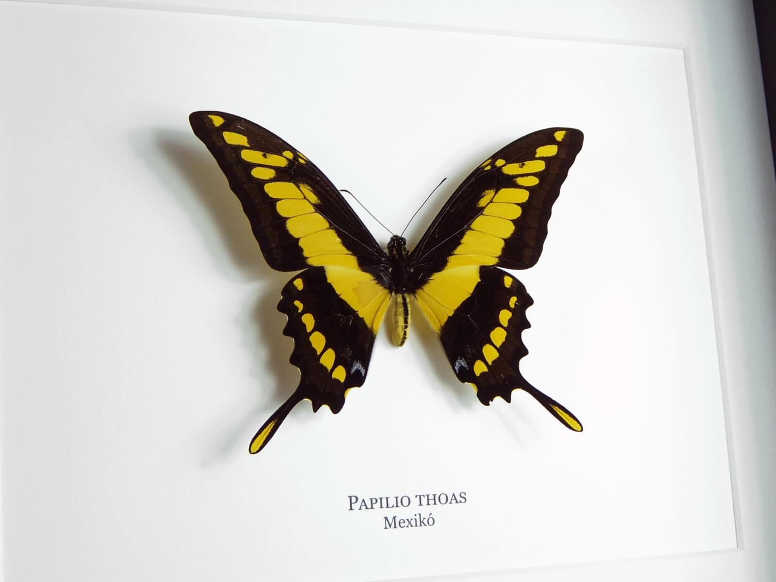 Papilio thoas, fekete keretben | #2367