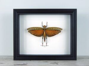 Tropidacris dux, fekete keretben | #2356