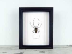 Nephila maculata, fekete keretben | #2508