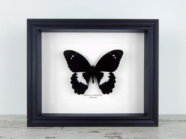 Papilio gambrisius colossus, fekete keretben | #2500