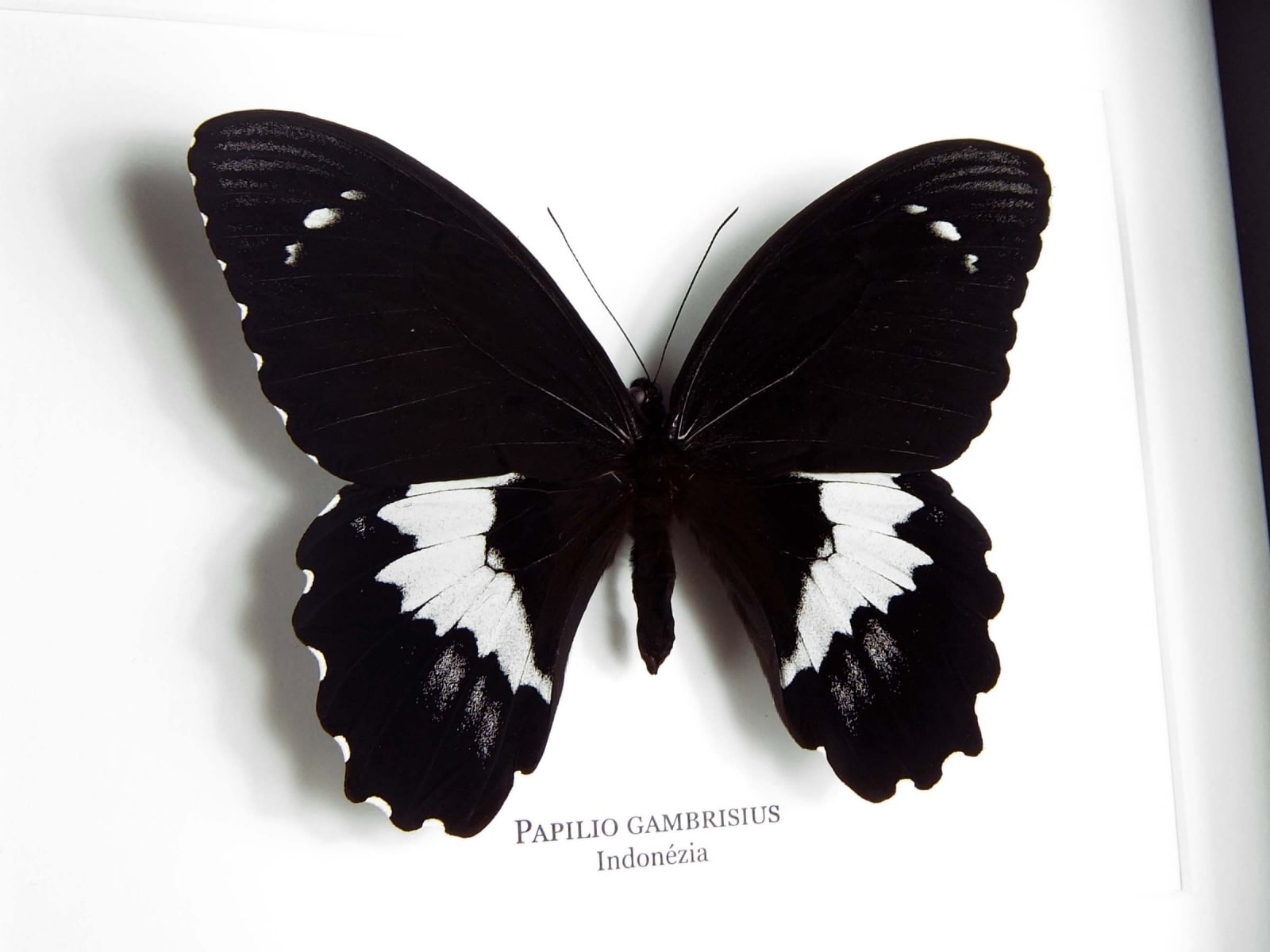 Papilio gambrisius colossus, fekete keretben | #2501