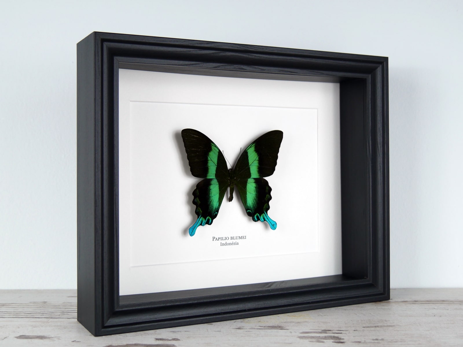 Papilio blumei, fekete keretben | #2581
