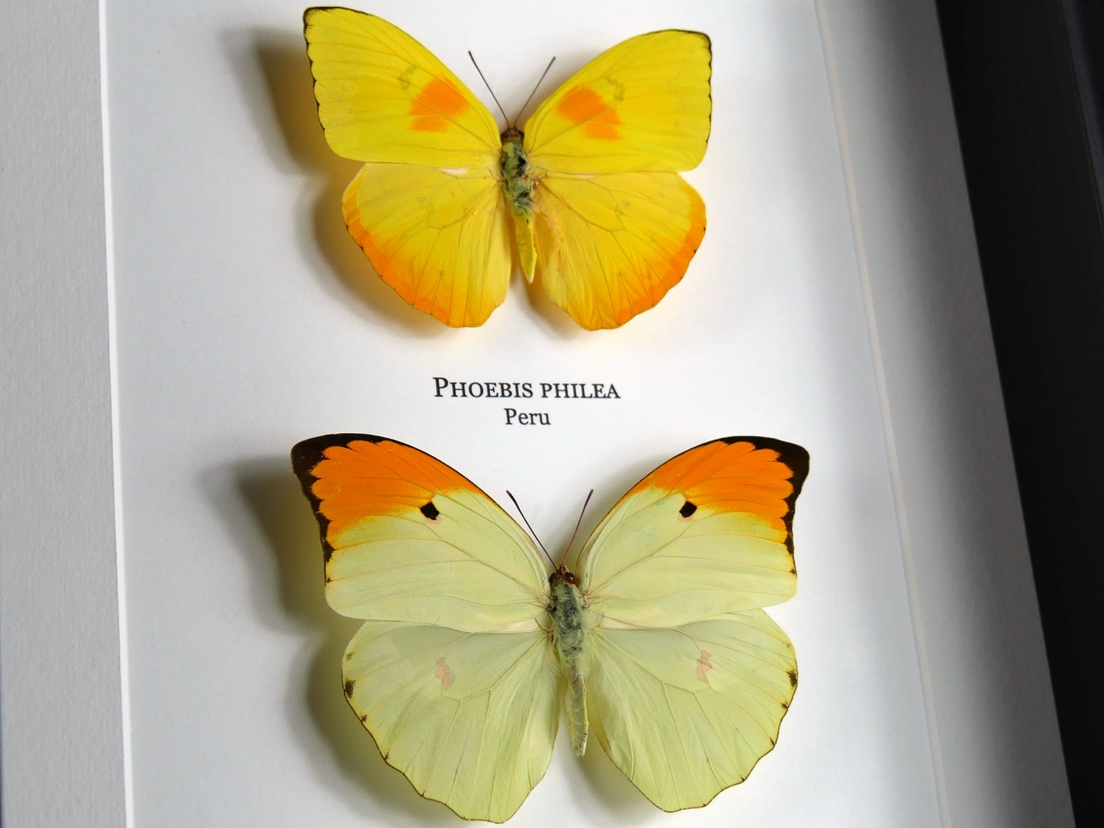 Phoebis philea + Anteos menippe, fekete keretben | #2590