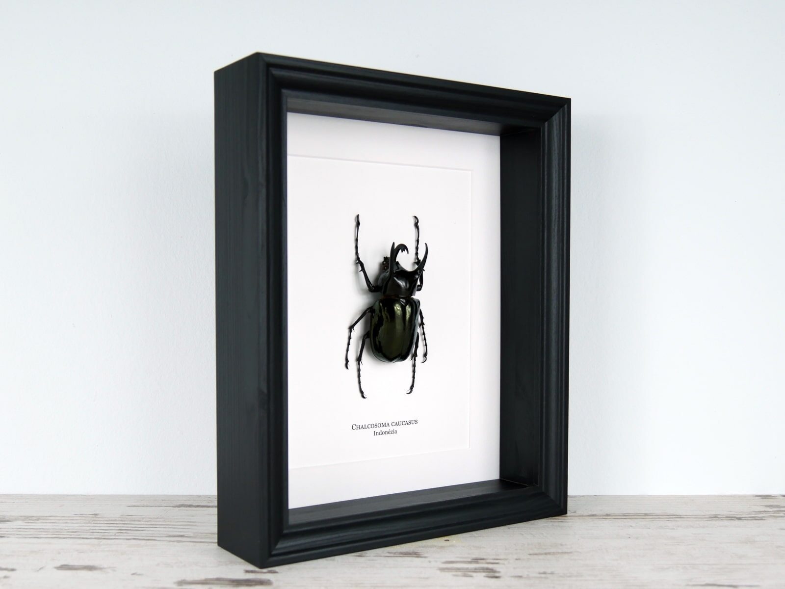 Chalcosoma caucasus, fekete keretben | #2665