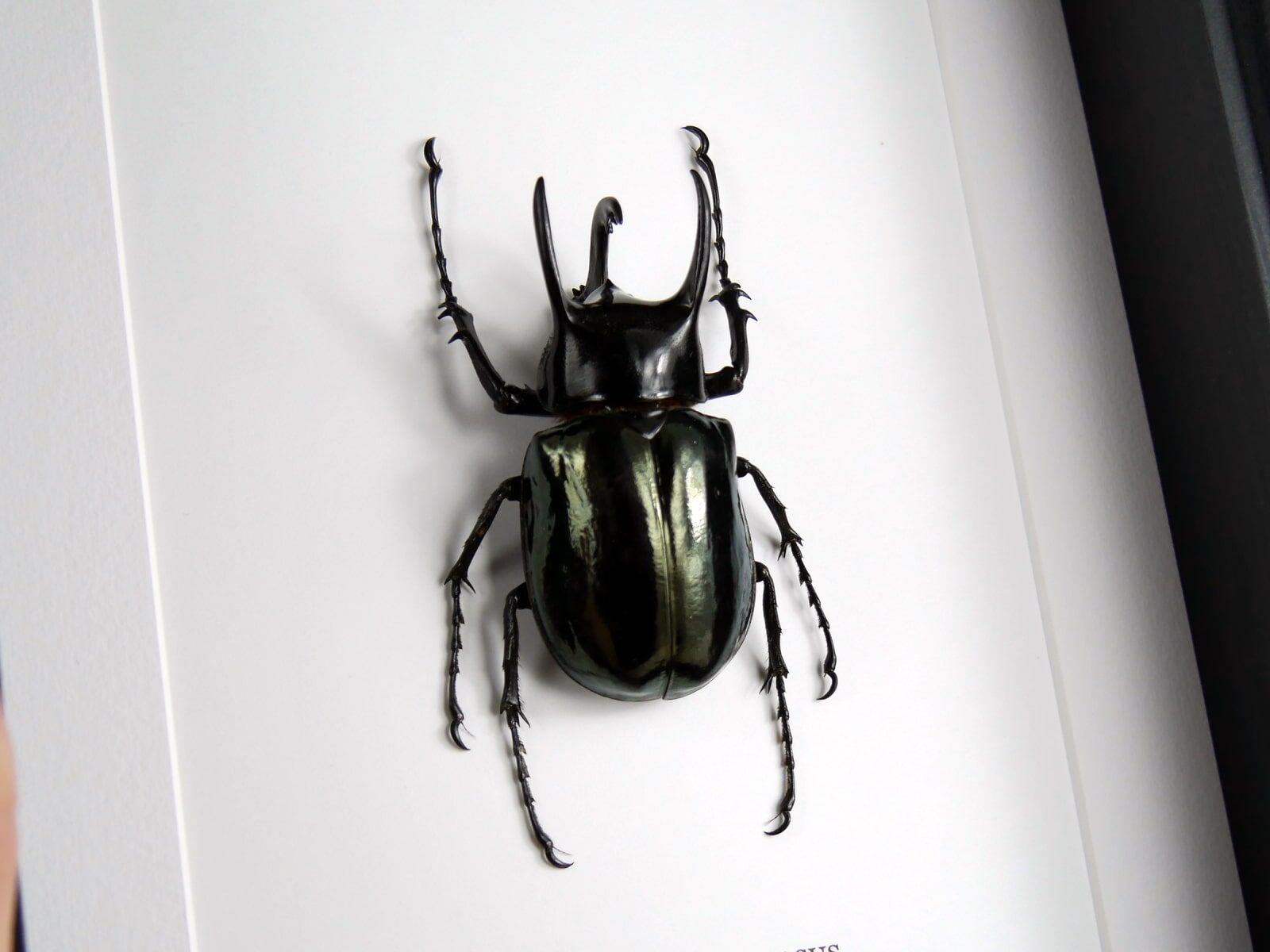 Chalcosoma caucasus, fekete keretben | #2665