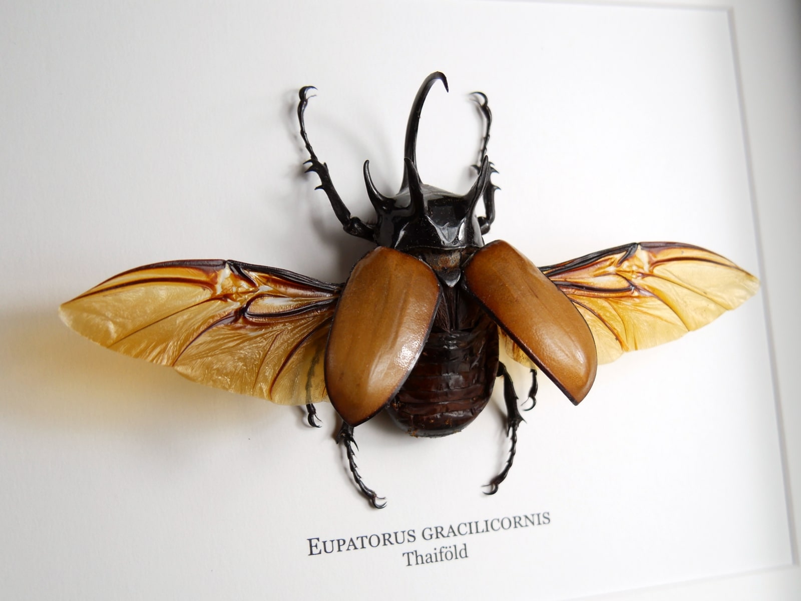 Eupatorus gracilicornis, fekete keretben | #2671