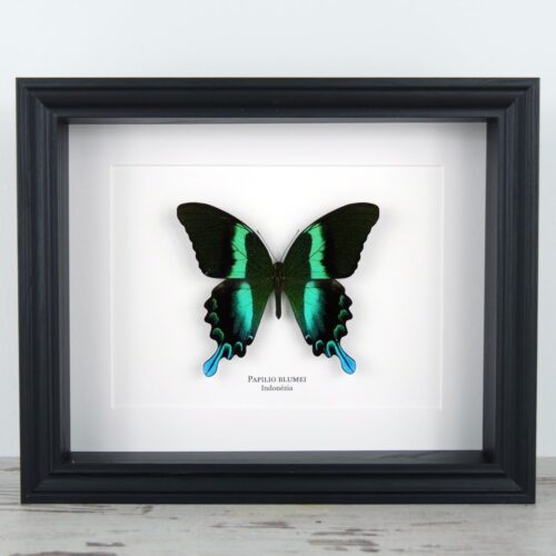 Papilio blumei, fekete keretben | #2666