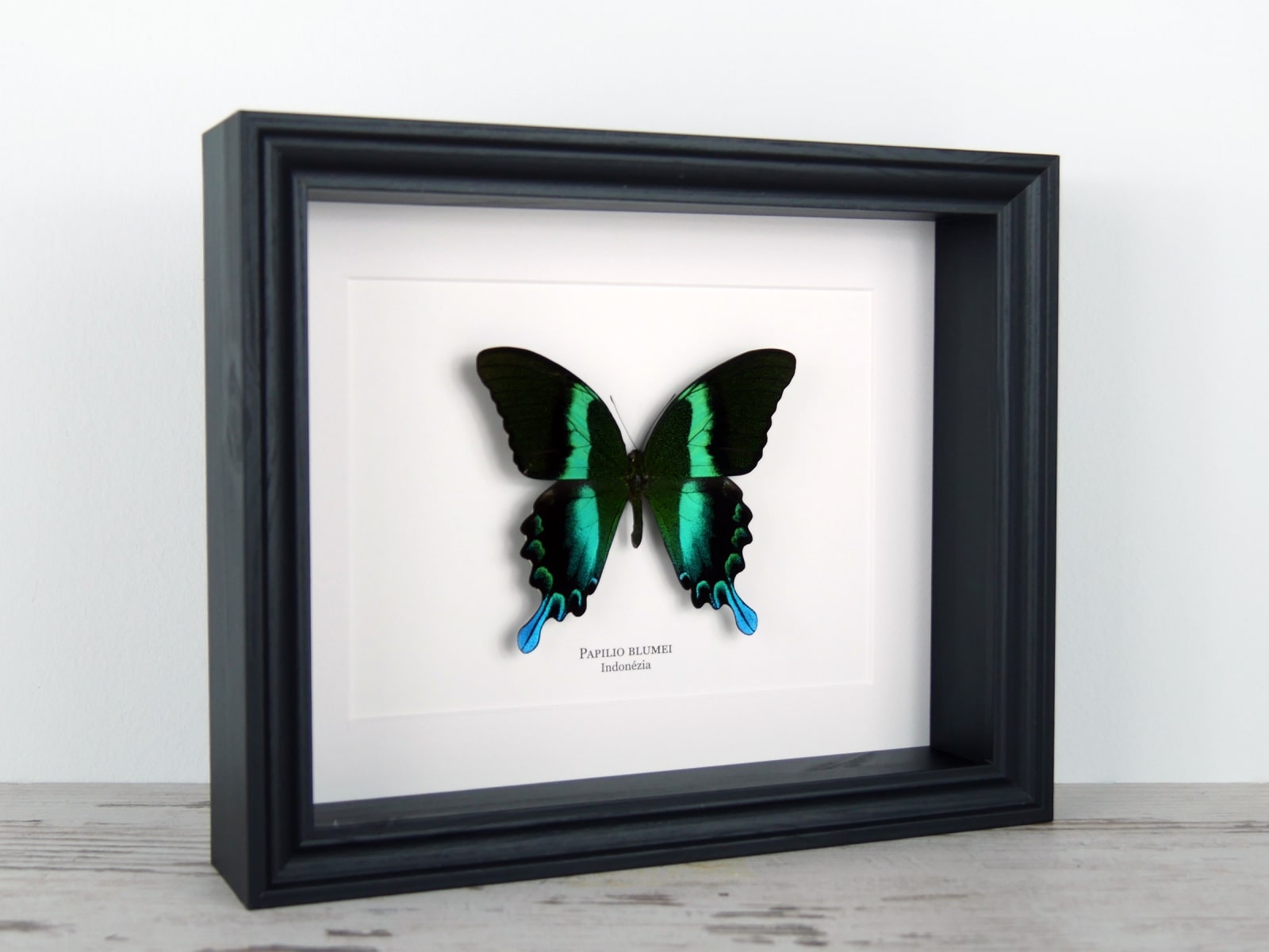 Papilio blumei, fekete keretben | #2666