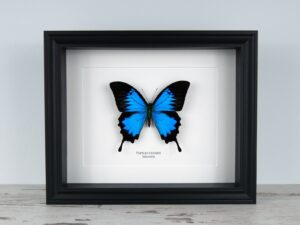 Papilio ulysses, fekete keretben | #2674