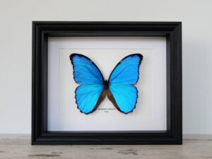 Morpho didius, fekete keretben | #2780