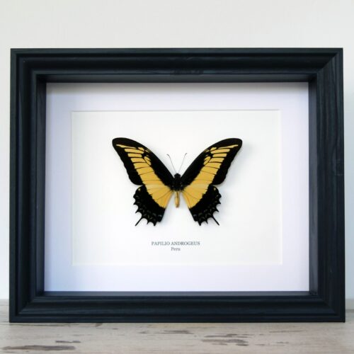 Papilio androgeus, fekete keretben | #2774